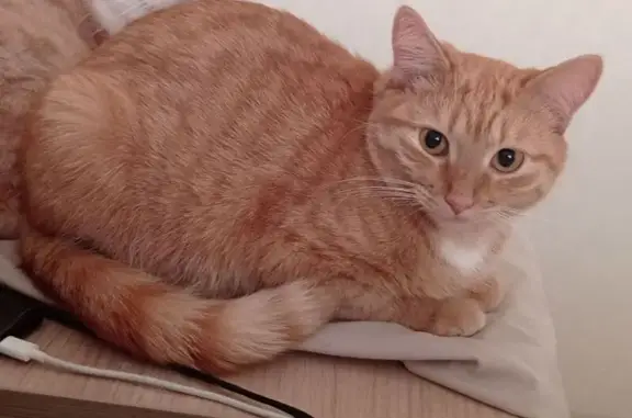 Кошки потеряшки, , фото: Потеряшка кошка, Конопляная ул., Ягул