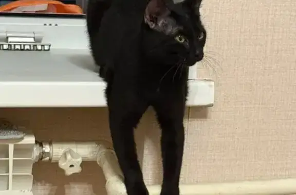 Найдена кошка, Иваново, фото: Найдена кошка, ул. Шувандиной 109, Иваново