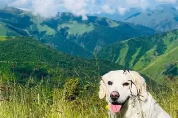 Пропала собака у села Гутатли, Дагестан