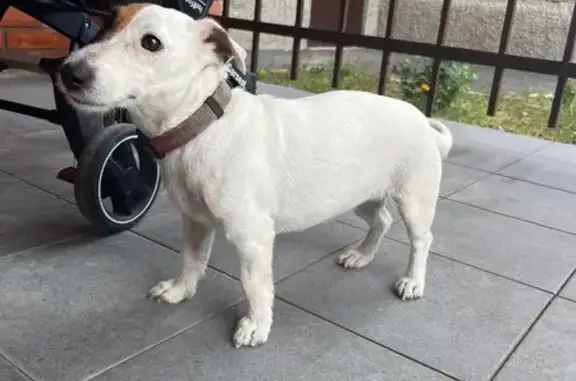 Собаки потеряшки, Северодвинск, фото: Потеряшка собака на Южной 159, Северодвинск