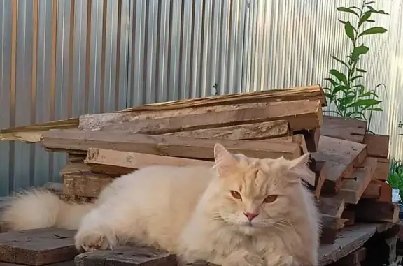 Кошки потеряшки, Акбердинский сельсовет, фото: Потеряшка кошка, Акбердинский с/с, Башкортостан