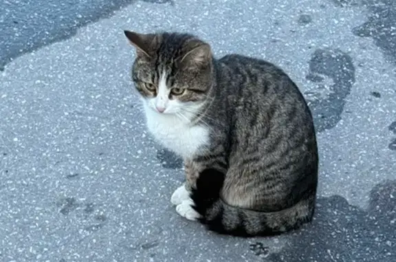 Кот найден у Дворца Спорта, пр. Гагарина
