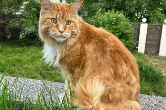 Кошки потеряшки, Воронеж, фото: Потеряшка рыжий мейн-кун, Воронеж, ул. С. Солодовникова