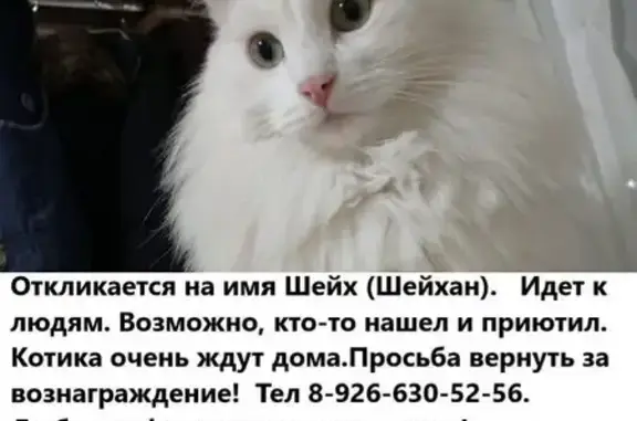 Пропала кошка в Никитском, МО