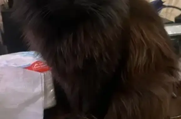 Кошки потеряшки, Новосибирск, фото: Потеряшка кошка, ул. Серафимовича, 1, НСК