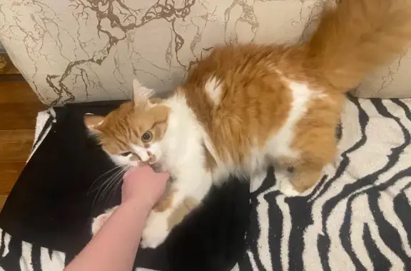 Пропала кошка, Мотальный пер., 9, НН