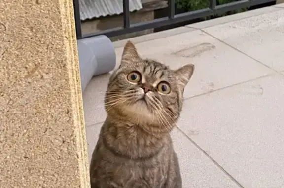 Кошки потеряшки, Михайловск, фото: Потеряшка кошка, Вокзальная 71, Михайловск