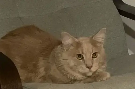 Кошки потеряшки, Савинское, фото: Потеряшка мейн-кун, 49Н-1107, Савинское СП