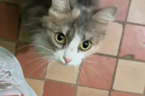 Найдена кошка, Москва, фото: Кошка найдена на Власова, 13 к4, Москва