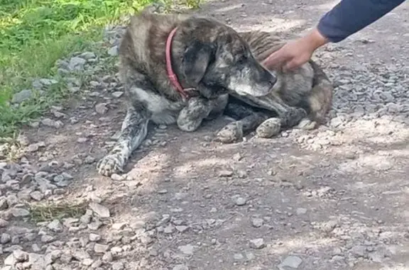 Найдена собака, Ульяновка, фото: Найдена собака на 1-й Колхозной, Ульяновка