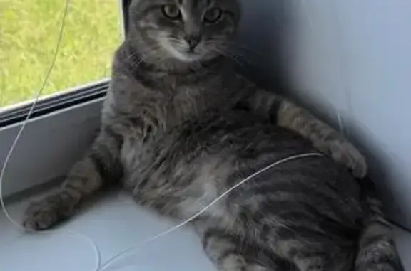 Кошки потеряшки, Таптыковский сельсовет, фото: Кошка пропала, Таптыковский, Башкортостан