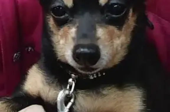 Пропала собака, Ступино, Садовая ул.