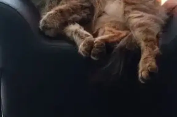 Кошки потеряшки, Стерлитамак, фото: Потеряшка кошка, пр. Октября 31, Стерлитамак