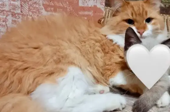 Пропала кошка, ул. Литвинова, 6/23, Казань