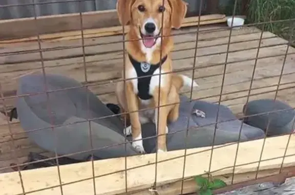 Собаки потеряшки, Нижегородская область, фото: Потеряшка собака, 17К-18, Нижегородская обл.