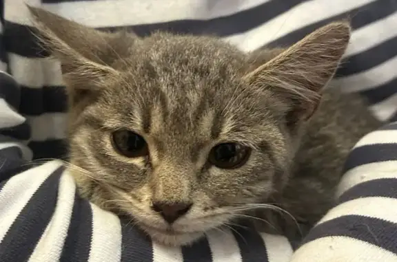 Найдена кошка, Санкт-Петербург, фото: Кошка найдена: Запорожская ул. 9, СПб