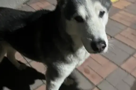 Собака найдена: Вавилова 20, Томск