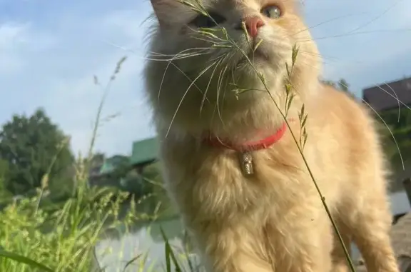 Пропала кошка, Домодедово, МО