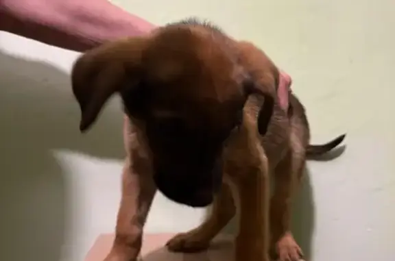 Найдена собака, , фото: Найдена собака, Зелёная ул., 1А, Буденновец