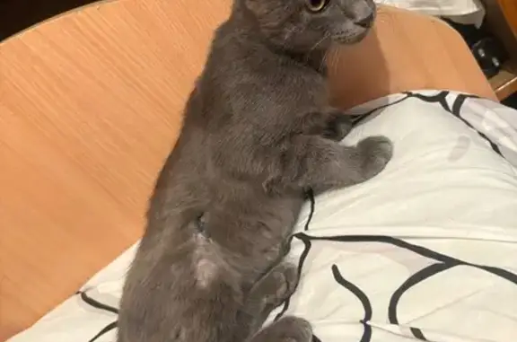 Найдена кошка, Майкоп, фото: Кошка найдена: ул. Дружбы, 125, Майкоп