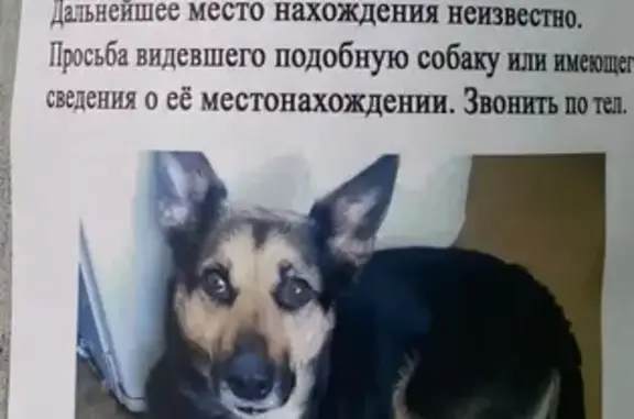 Потерянные животные Москва, фото: Пропала собака на ул. Галушкина, 4 c2