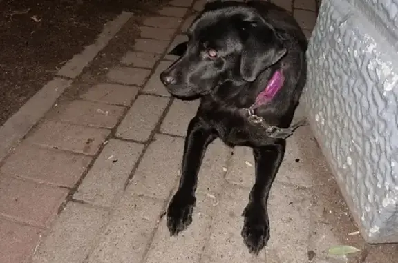Черный лабрадор найден на пр. Стачек