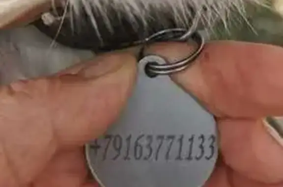 Найдена собака, Московская область, фото: Найдена собака в Щёлково, МО