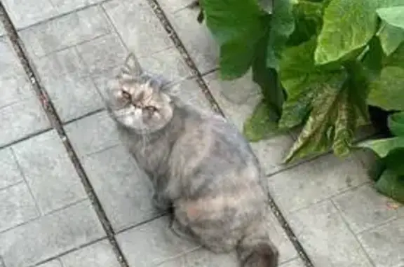 Пропала кошка, Фабричная ул., Моршанск