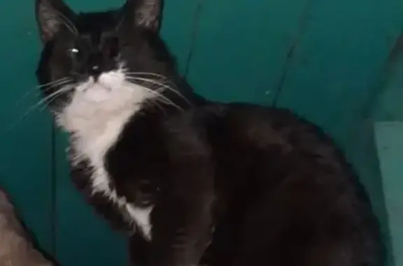 Пропала кошка, Байкальский пер., 15, НСК