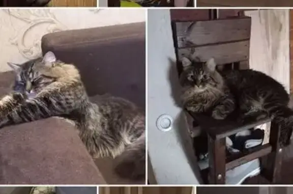 Кошки потеряшки, Кременкульское, фото: Потеряшка кошка, Кременкульское СП, 75К-422