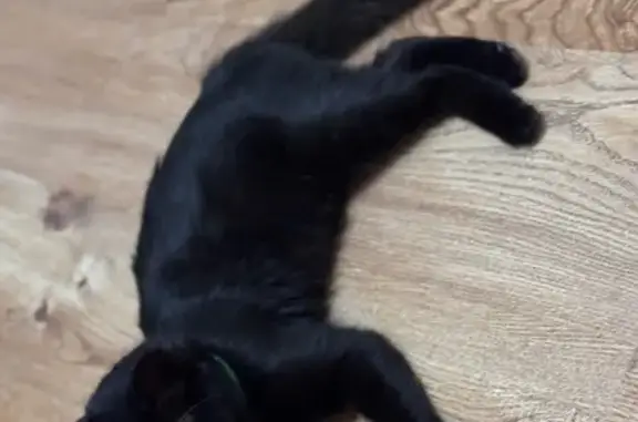 Калининград: найден кот, Трамвайный пер., 34