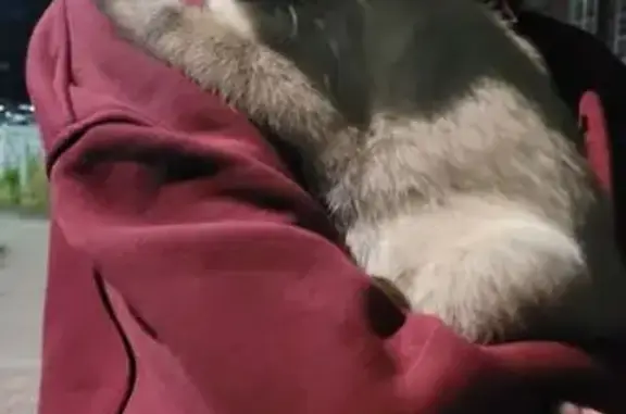 Кошка найдена, ул. Понартская, Калининград