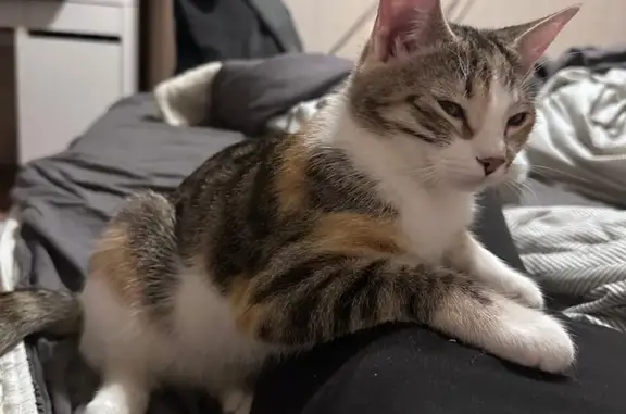 Кошки потеряшки, Тосно, фото: Потеряшка кошка, ул. Ани Алексеевой, 9, Тосно