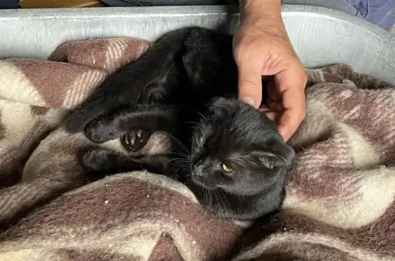 Пропала кошка, Грабцевское ш., 81В, Калуга