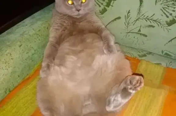 Пропала кошка, Молодёжная 19, Мурманск