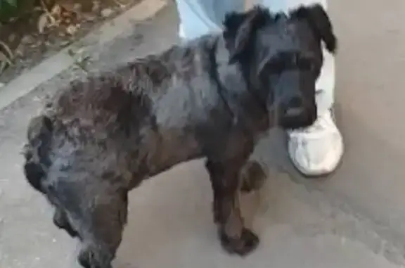 Собаки потеряшки, Ростов-на-Дону, фото: Потеряшка собака, пр. Стачки, 208, Ростов