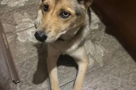 Собака найдена: Старый Оскол, ул. 8