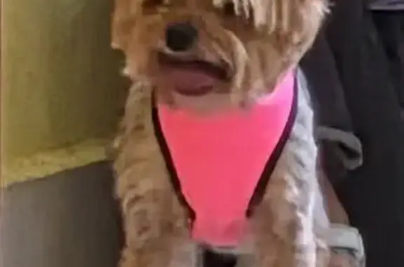 Собаки потеряшки, Ульяновск, фото: Потеряшка собака, Красногвардейская 25, Ульяновск