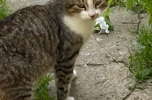 Пропал кот Монти, пр. Вингиссара, 95