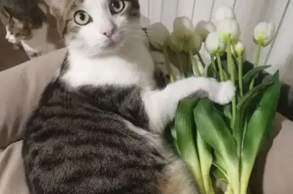 Пропала кошка, Озёрная ул., Смоленка