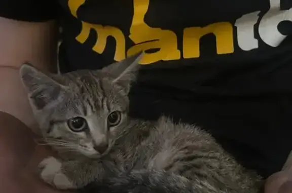 Найдена кошка, Екатеринбург, фото: Котёнок найден у Малышева 111, Екатеринбург