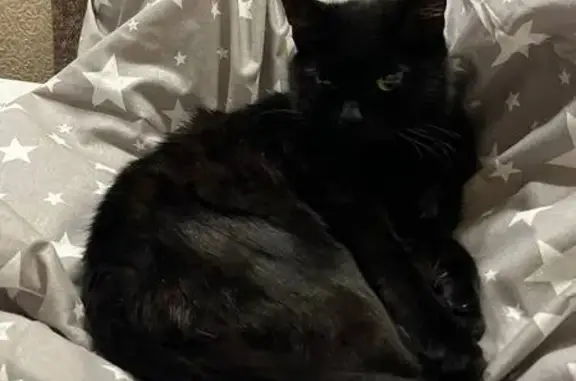 Кошки потеряшки, Екатеринбург, фото: Потеряшка кошка, Тяговая ул., Екатеринбург