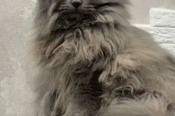 Пропала кошка, Украинский бул., 28, Чита