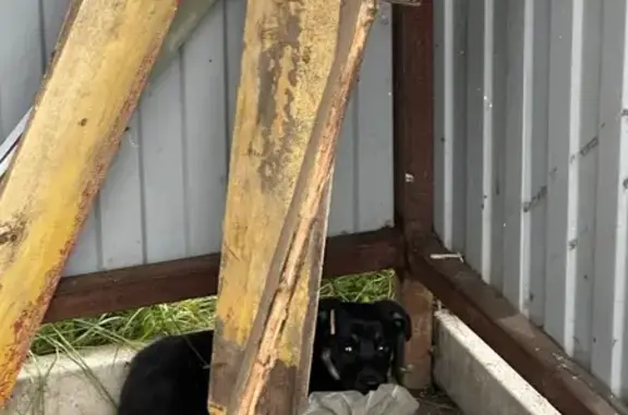 Найденные животные Новокузнецк, фото: Найдена собака, ул. 1 Мая, 10А, Новокузнецк