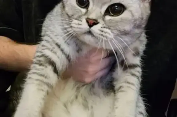 Кошка найдена: Алма-Атинская ул., Волгоград