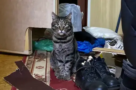 Пропала кошка, ул. Гашкова, 2, Пермь