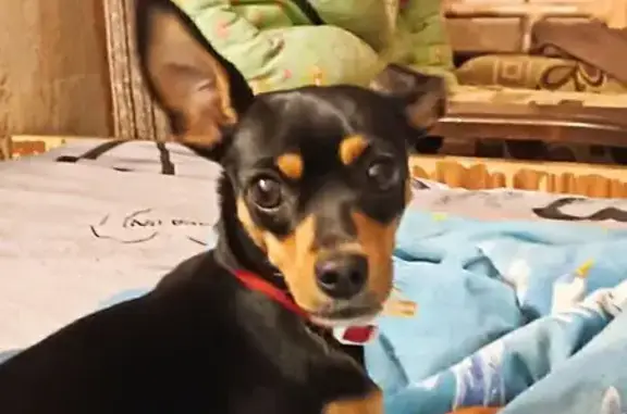 Собаки потеряшки, , фото: Потеряшка собака, ул. Казьмина, Хабаровск