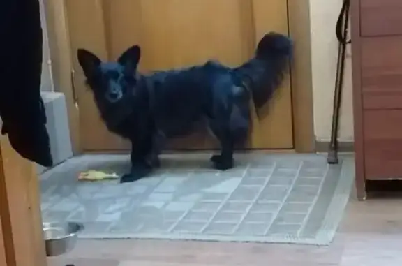 Собаки потеряшки, Воронеж, фото: Потеряшка собака, ул. Героев Сибиряков, 50