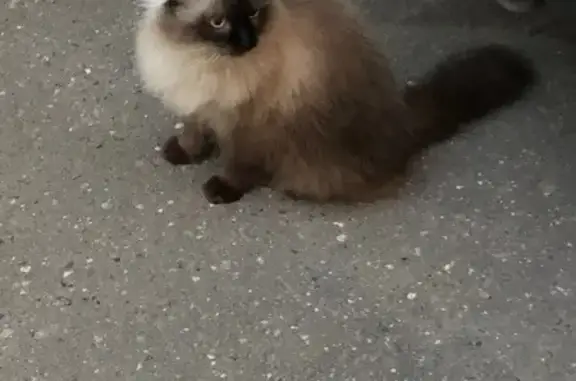 Найдена кошка, Пушкино, фото: Кошка найдена: 1-й Фабричный пр., 10, Пушкино