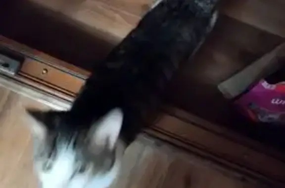 Найдена кошка, Самара, фото: Кошка найдена на Мориса Тореза, 16, Самара